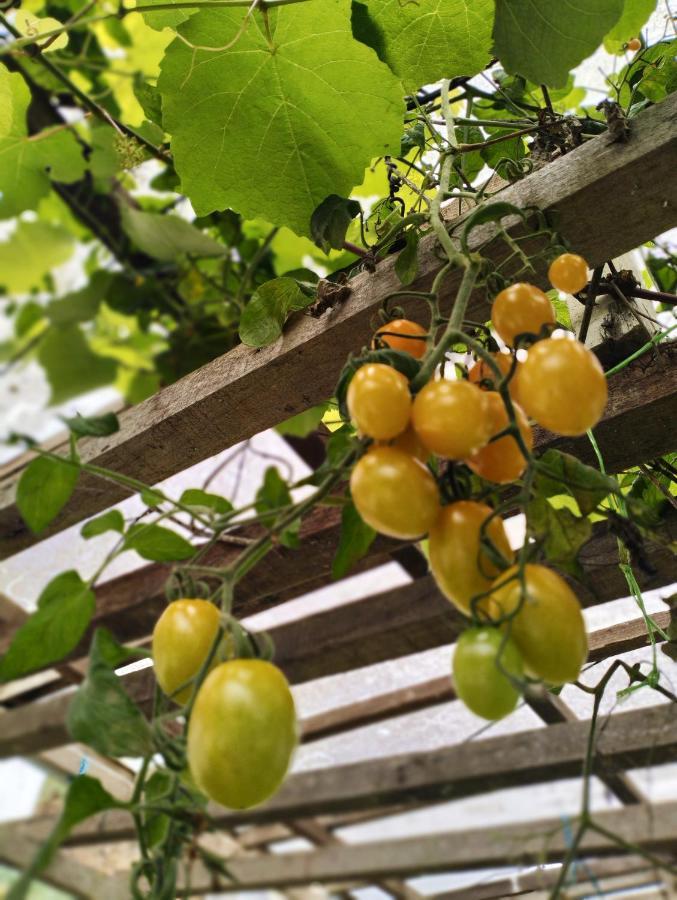 Ng Family'S Farm Stay 카메론하일랜즈 외부 사진