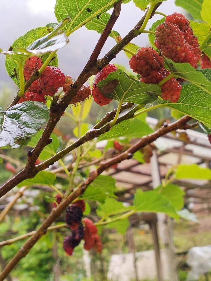 Ng Family'S Farm Stay 카메론하일랜즈 외부 사진