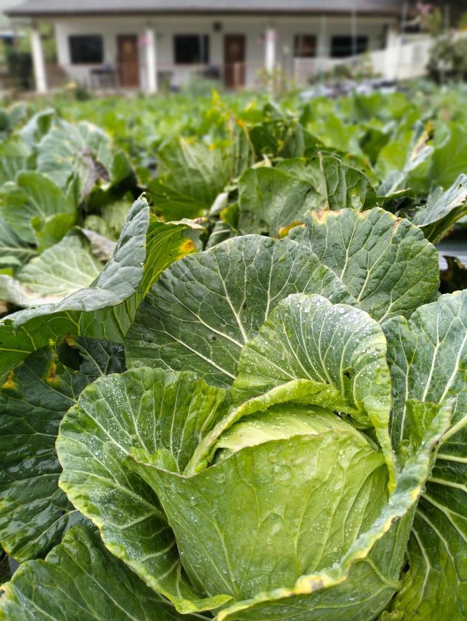 Ng Family'S Farm Stay 카메론하일랜즈 외부 사진
